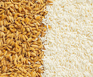 Seed Co Angola | Field Crops