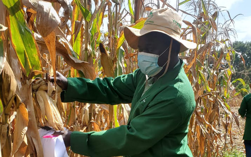 Man holding a maize cob