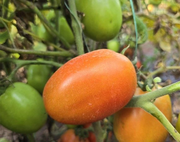 red-tomato
