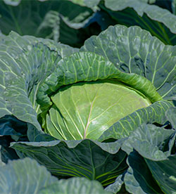 cabbage menu drop down image