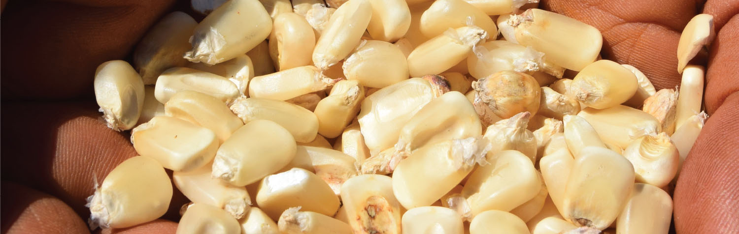 maize
