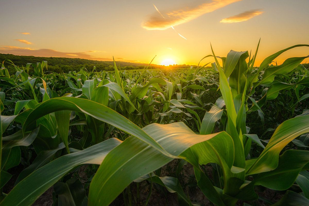 maize in front of a sunset