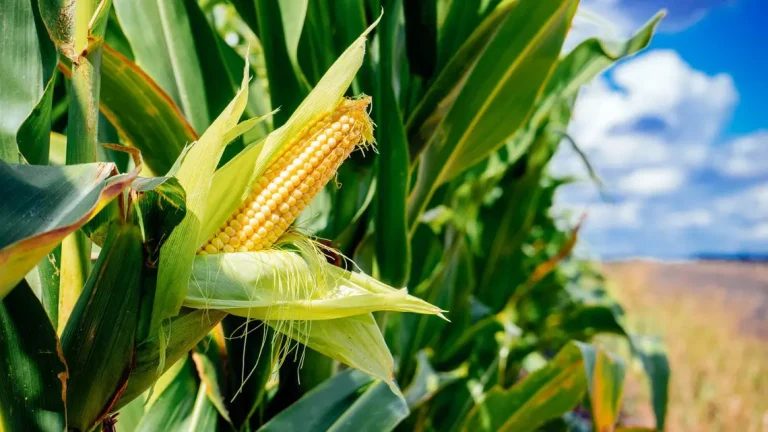 maize stalk