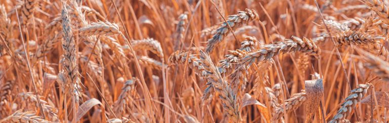 wheat