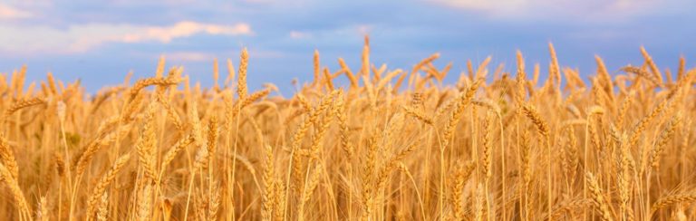 wheat dry