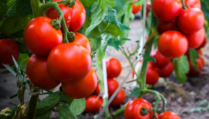 tomatoes_blog_image