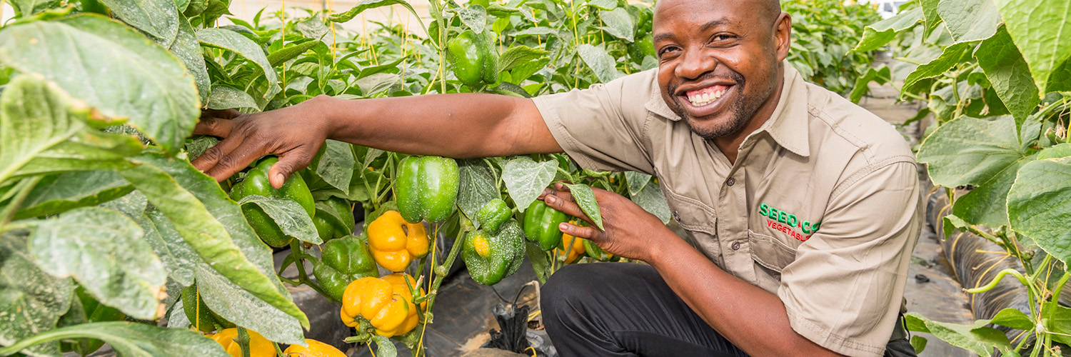 hybrid peppers